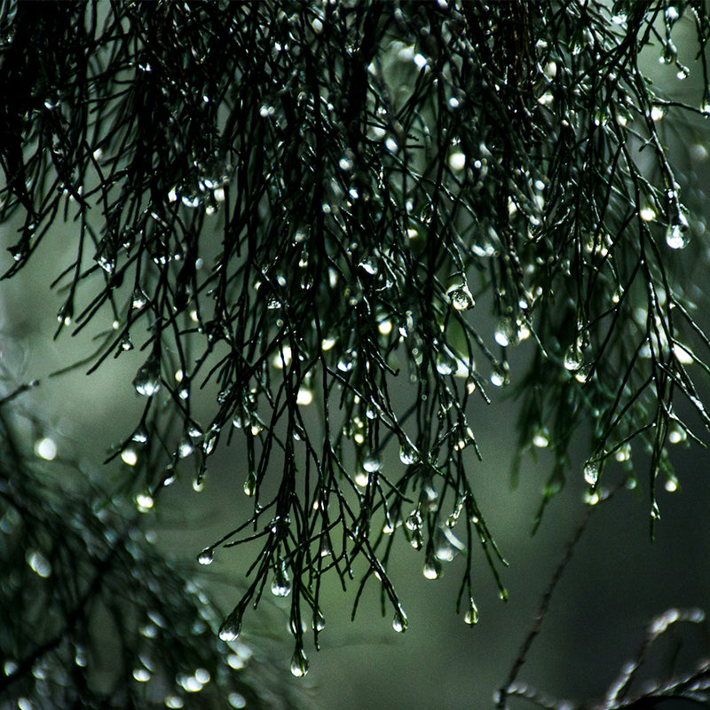 Nahaufnahme von Baumzweigen mit Regentropfen an den Spitzen vor einem unscharfen grünen Hintergrund.